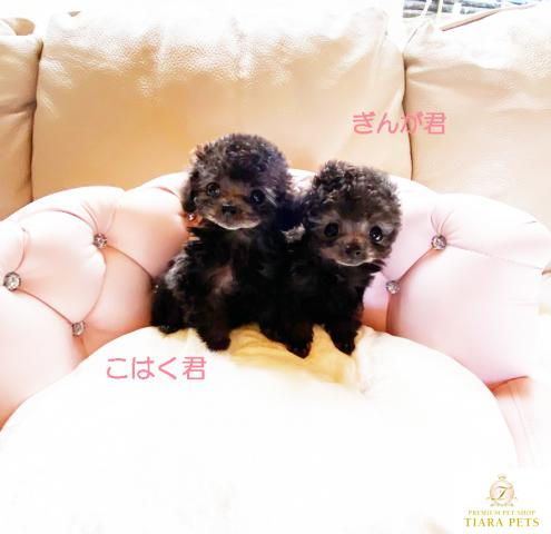 Thumbnail: GINGA Micro Teacup Poodle