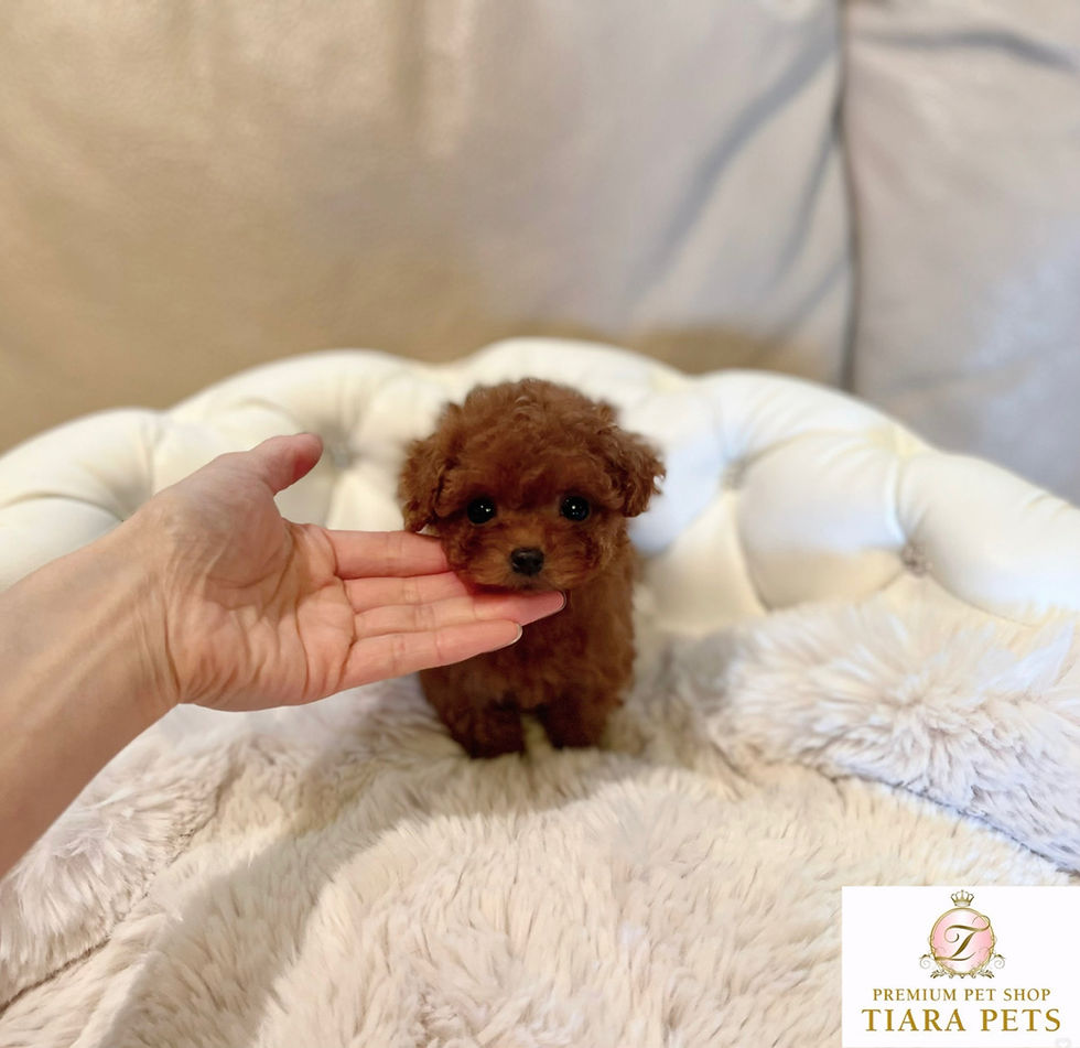Miniatura: ANZU Teacup  Poodle