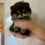 サムネイル： RINA Teacup Pomeranian