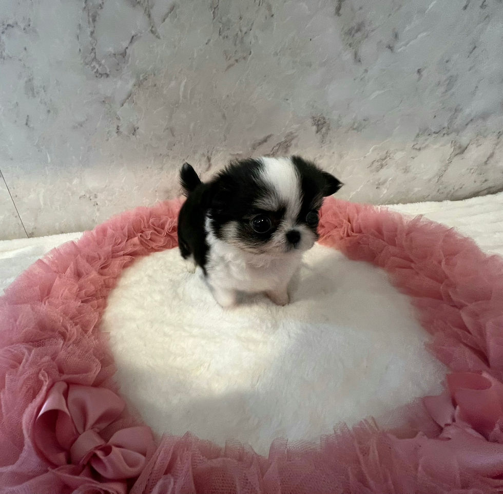 Miniature : SARAN Micro Teacup Chihuahua