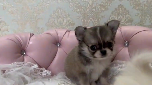 Imej kecil: FRAN Micro Teacup Chihuahua 