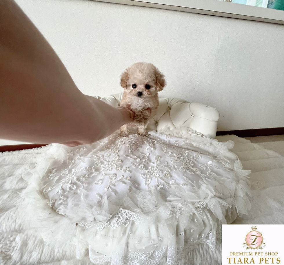 Miniatura: PANNA Micro 〜 Teacup Poodle