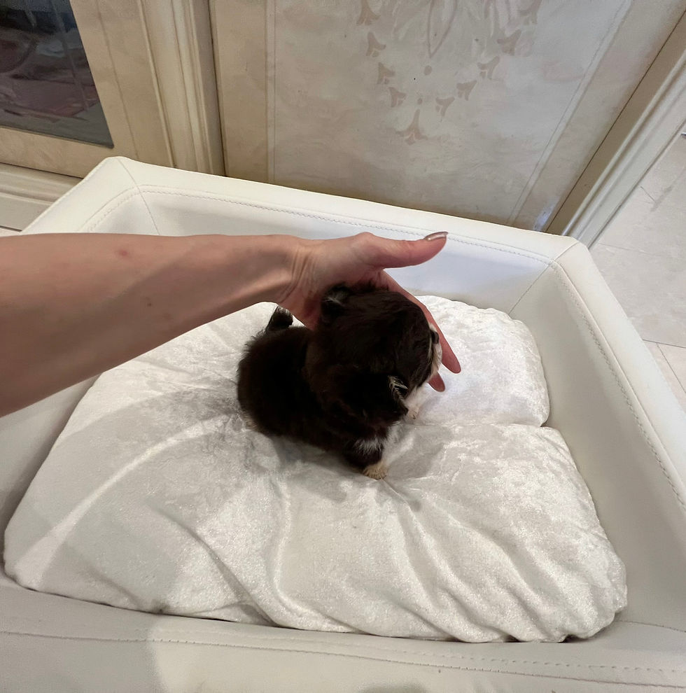 Miniatura: Yuga Micro 〜Teacup Chihuahua