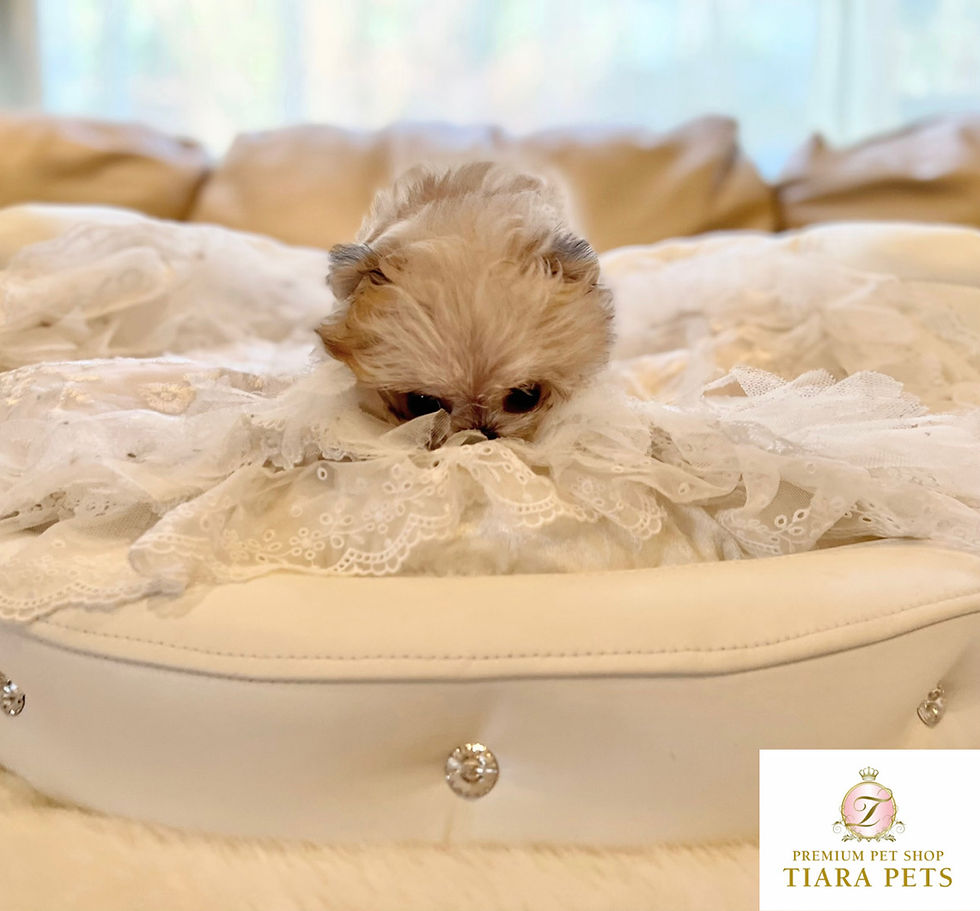 Miniatura: LIONMARU Micro Maltipom