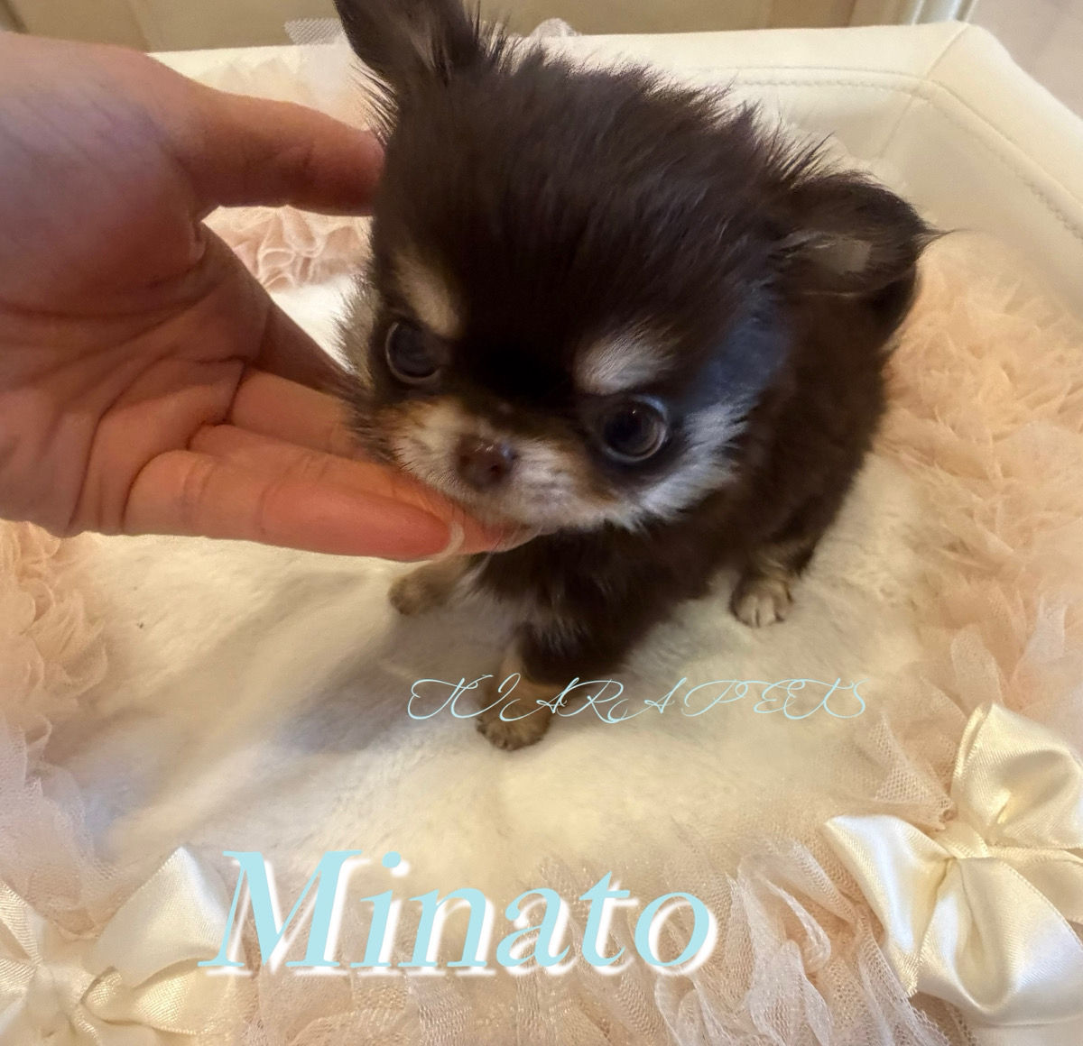 MINATO Micro Teacup Chihuahua