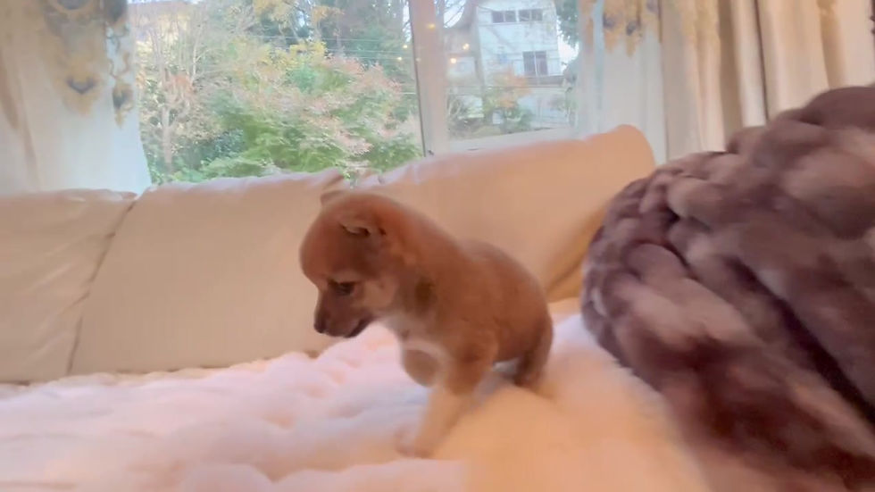 Miniatura: MUSASHI  Mameshiba