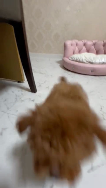Thumbnail: SUMOMO Micro Teacup Poodle