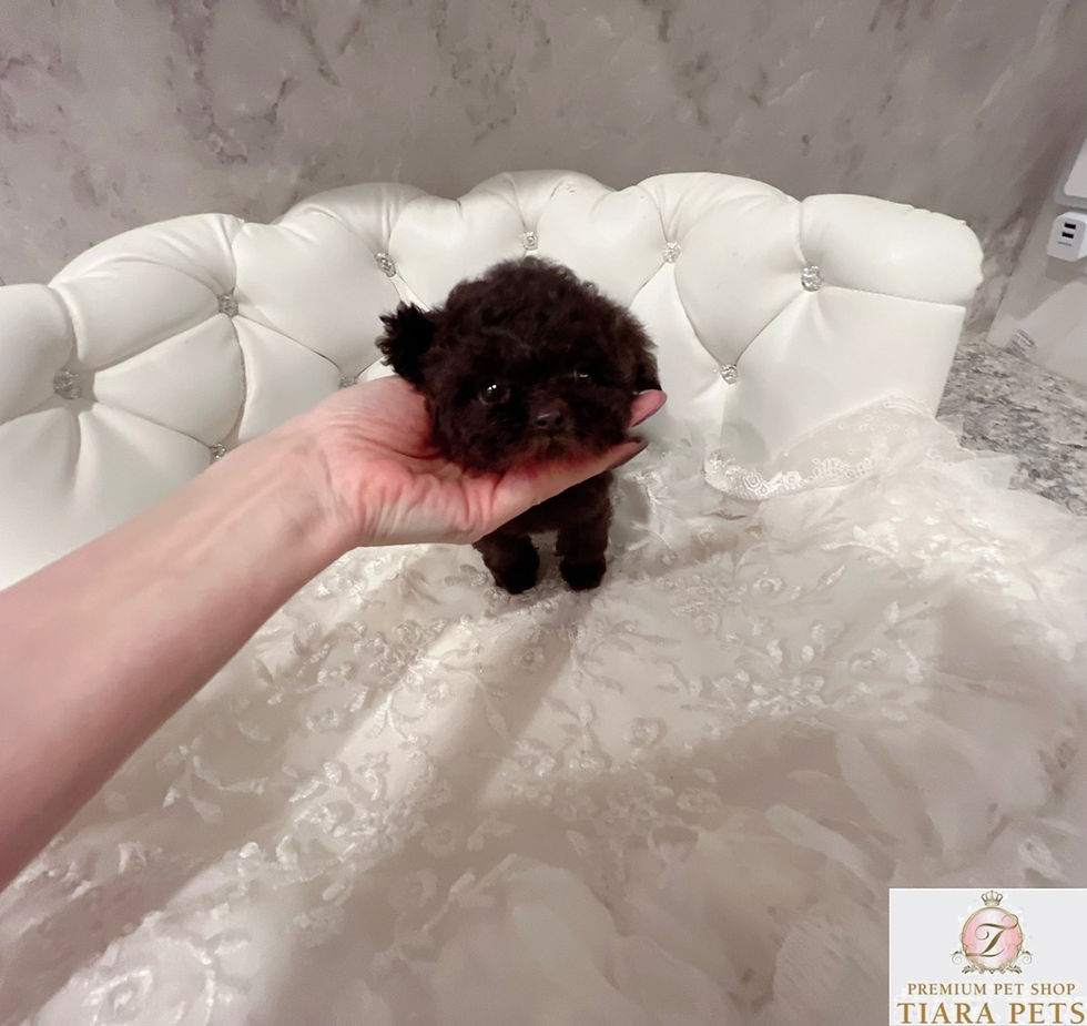 Miniature : Nozomu Teacup Poodle (Brown)
