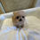 サムネイル： SANA Micro Teacup Chipoo