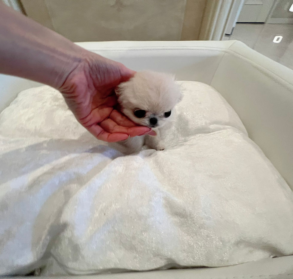 Miniature : KURIN Teacup Chihuahua