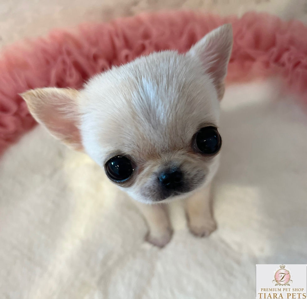 Miniatura: HINA Super Micro Teacup Smooth Chihuahua