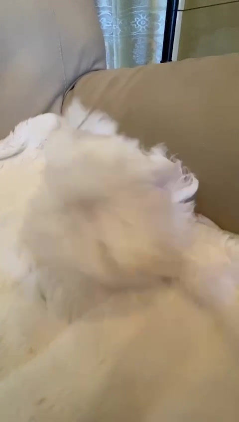 Miniature : HANAMARU Maltese