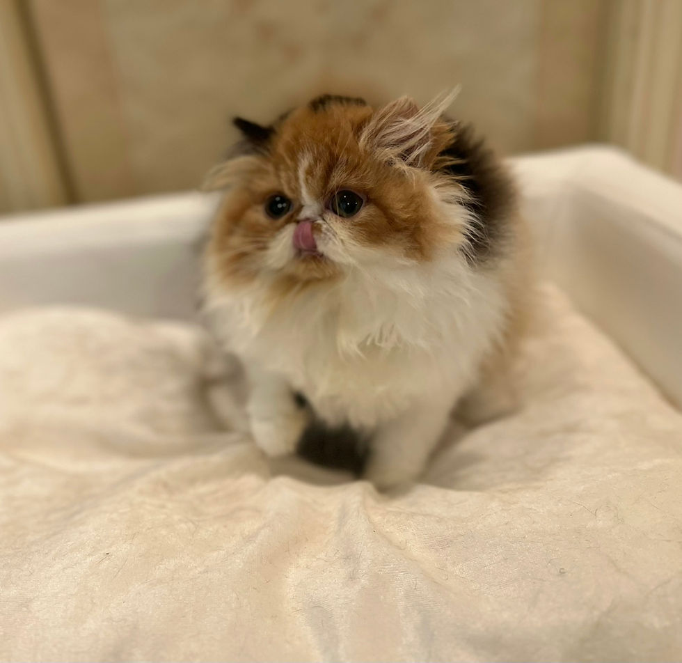 Thumbnail: YUME Exotic Long Hair