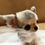 Thumbnail: SUZU Micro Teacup Chihuahua