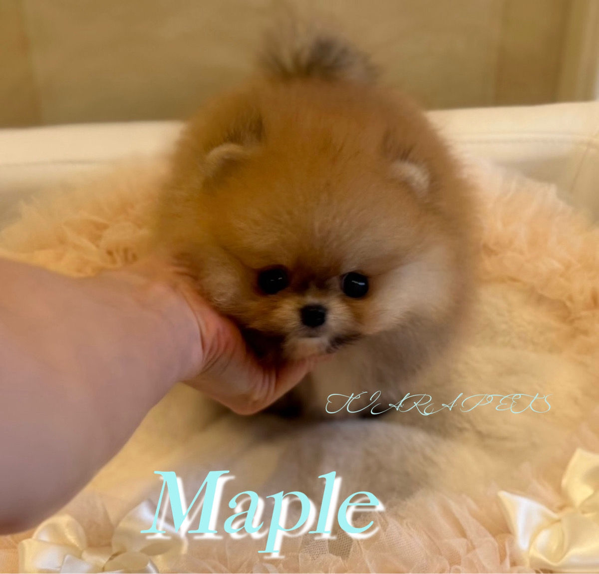 MAPLE Teacup Pomeranian