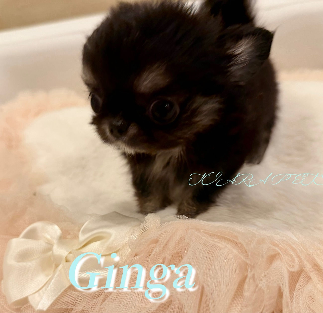 GINGA Micro Chihuahua