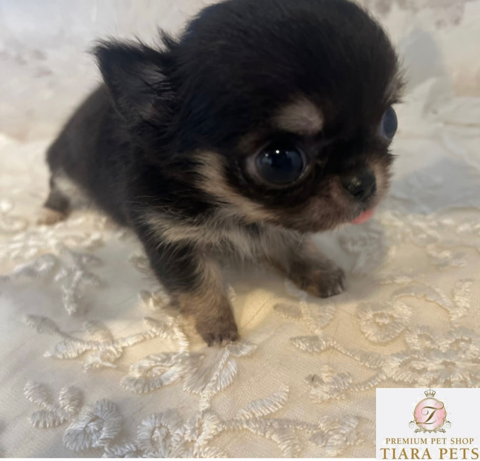 Miniatura: Little Bambi Micro Teacup Chihuahua