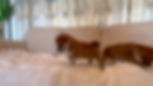 Thumbnail: FUJI Shiba Inu