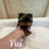 サムネイル： YUI Micro Teacup Yorkshire Terrier