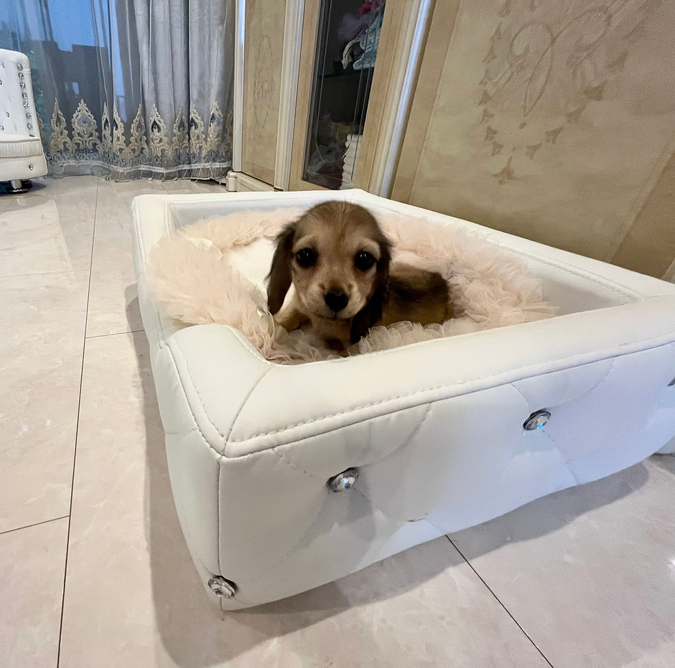 Miniature : NAGOMI Miniature Dachshund