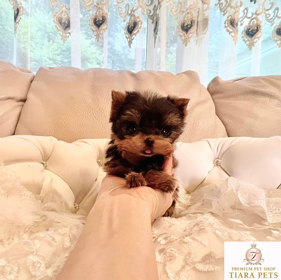 Miniature : PICCOLO Micro Yorkshire terrier