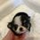 Miniaturbild: KIZUNA Micro Teacup Chihuahua