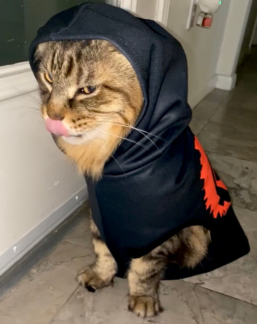 Thumbnail: PET HOODIE