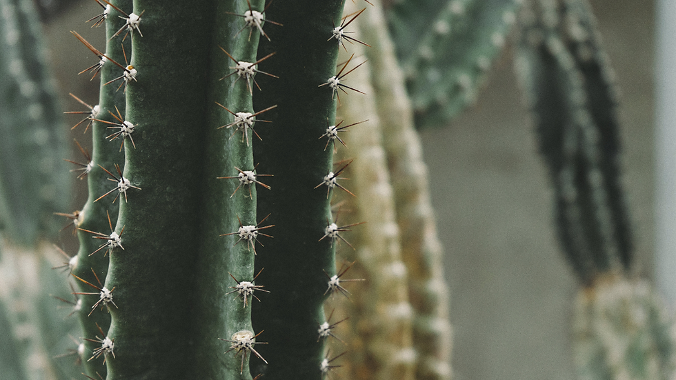 cactus
