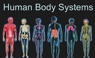 8 human.jpeg