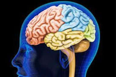 8 cerebro.jpeg