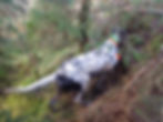 Chasse en Irlande