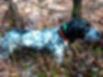 Chasse en Irlande