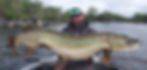 Pêche Irlande Pêche brochet Irlande