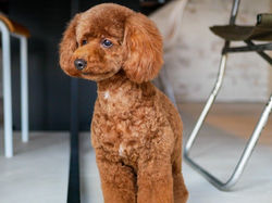 toy poodle