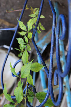 Elle s'initie au travers du métal