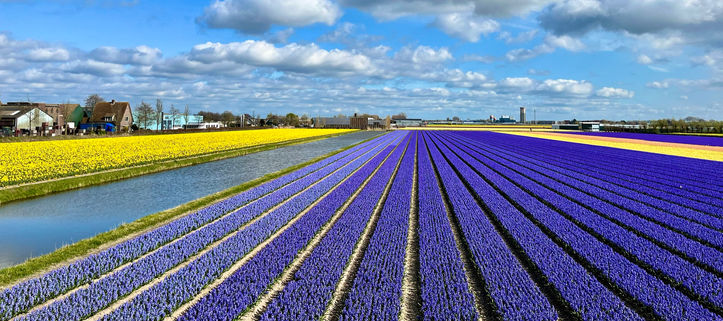 Dutch Tulip Fields