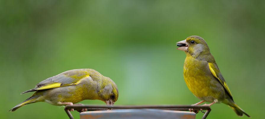 shutterstock_1986743336.jpg