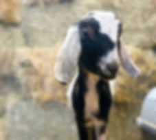 Bale of hay for the goats