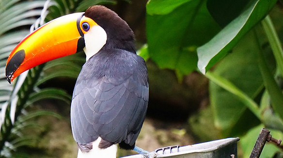 Toucan%20masthead%201_edited.jpg