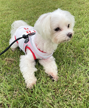 白い犬の画像