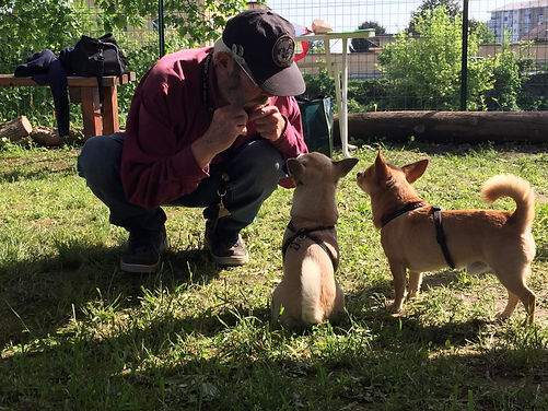 Graeme Sims interacting with two Chihuahuas