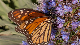 monarch