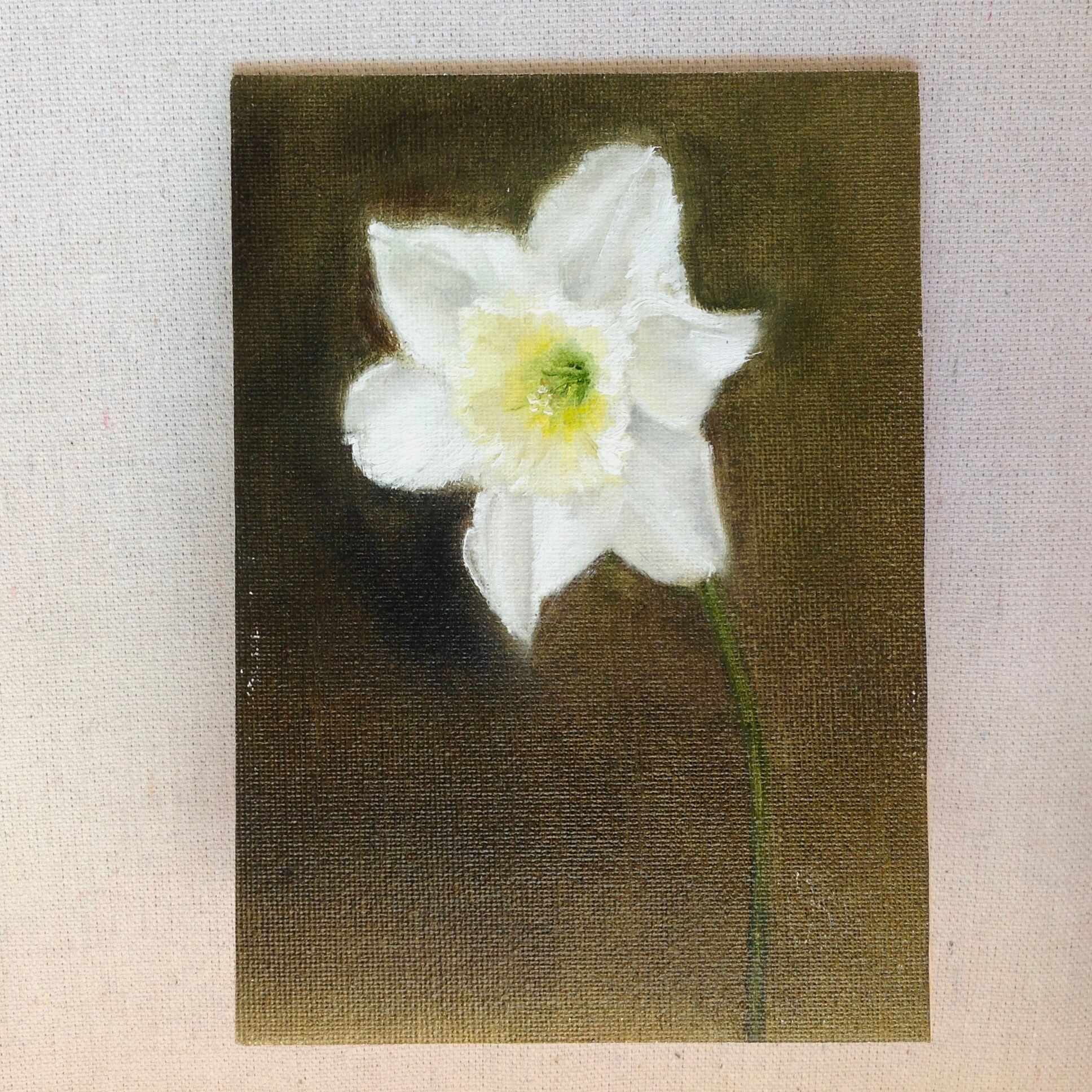 Étude jonquille blanche no.1