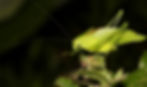 Rattler Round-winged Katydid by Lisa Rainsong