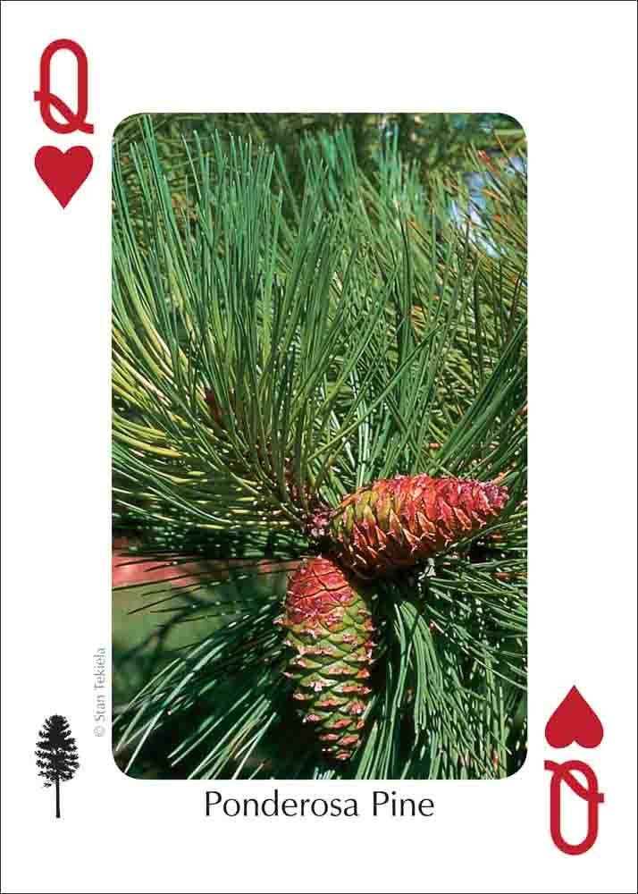 Thumbnail: Trees of Colorado Playing Cards Ponderosa Pine