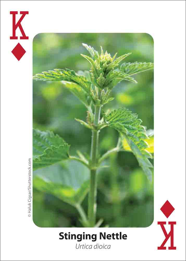 Thumbnail: Foraging Playing Cards Stinging Nettles
