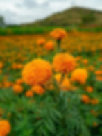 Bright orange marigolds in a lush green field, set against a cloudy sky and distant hills, creating a vibrant and serene atmosphere.