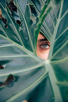 Peeping Through a Leaf