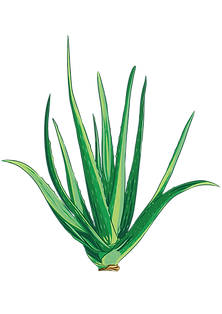 aloe (2).png