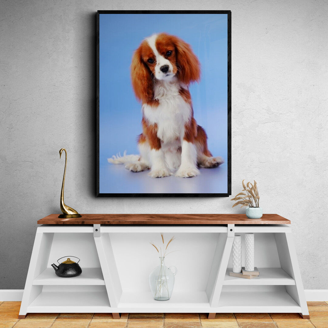 companheiro Paciente